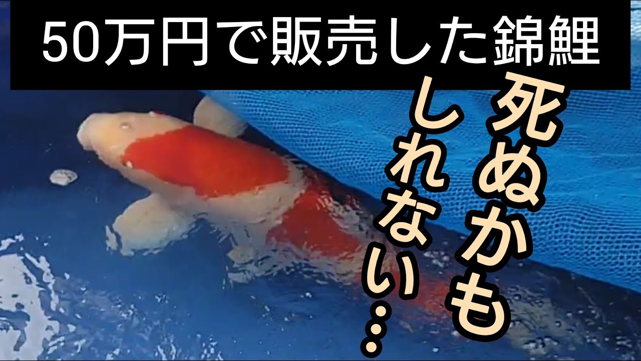 50万円の“高級錦鯉”が、7日後いきなり…… 「こうなったらもうダメ」絶句