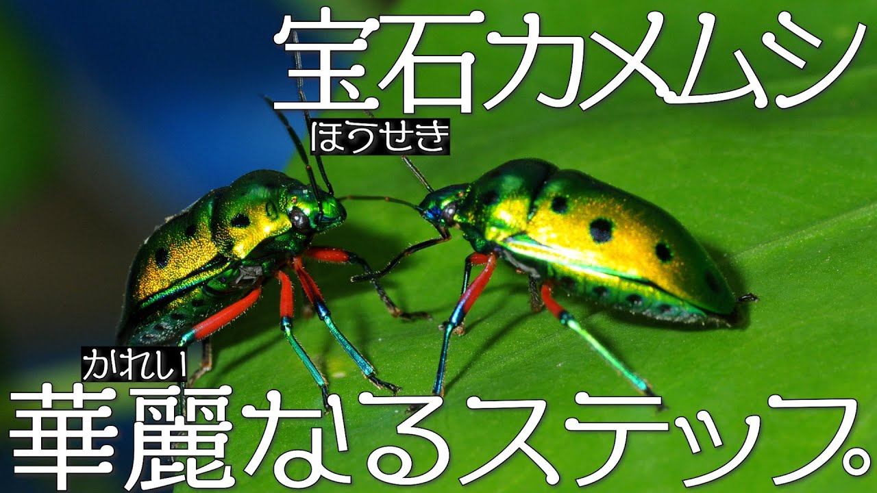 ナナホシキンカメムシ♡愛のダンス - YouTube