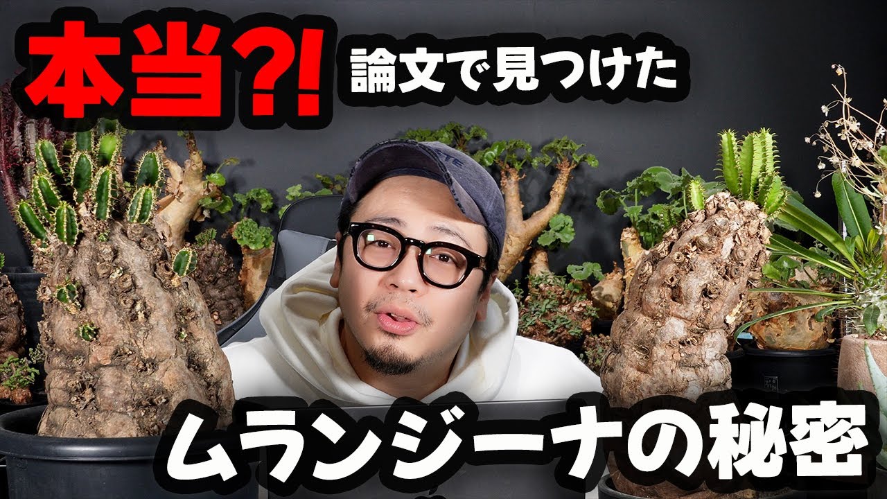 ムランジーナの塊根部分がそんな現象によって形成されてたなんて知ら