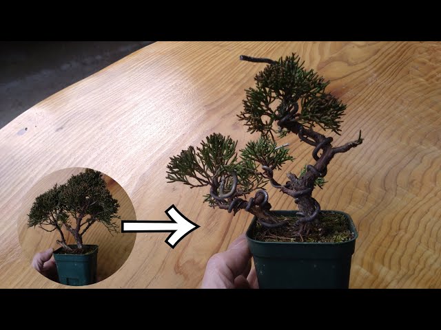 ミニ真柏（シンパク）【多幹樹形の素材作り②】 ♯703 - YouTube