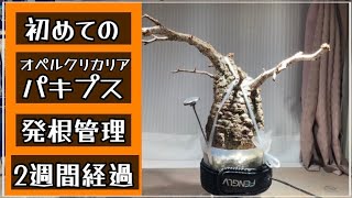 file89【オペルクリカリアパキプス】ついに待望の動きが！プラ鉢の通気