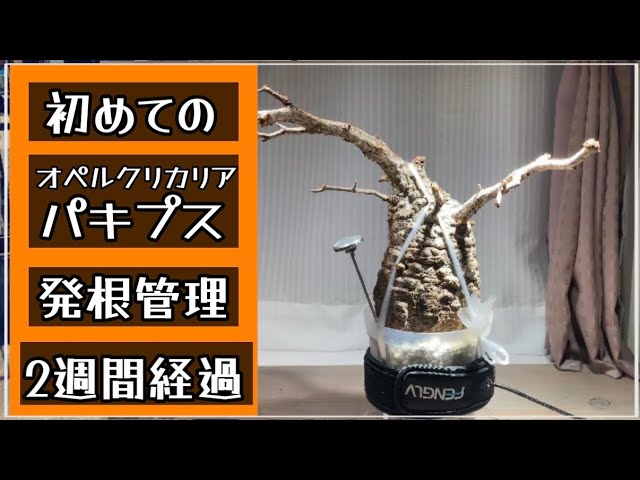 file89【オペルクリカリアパキプス】ついに待望の動きが！プラ鉢の通気