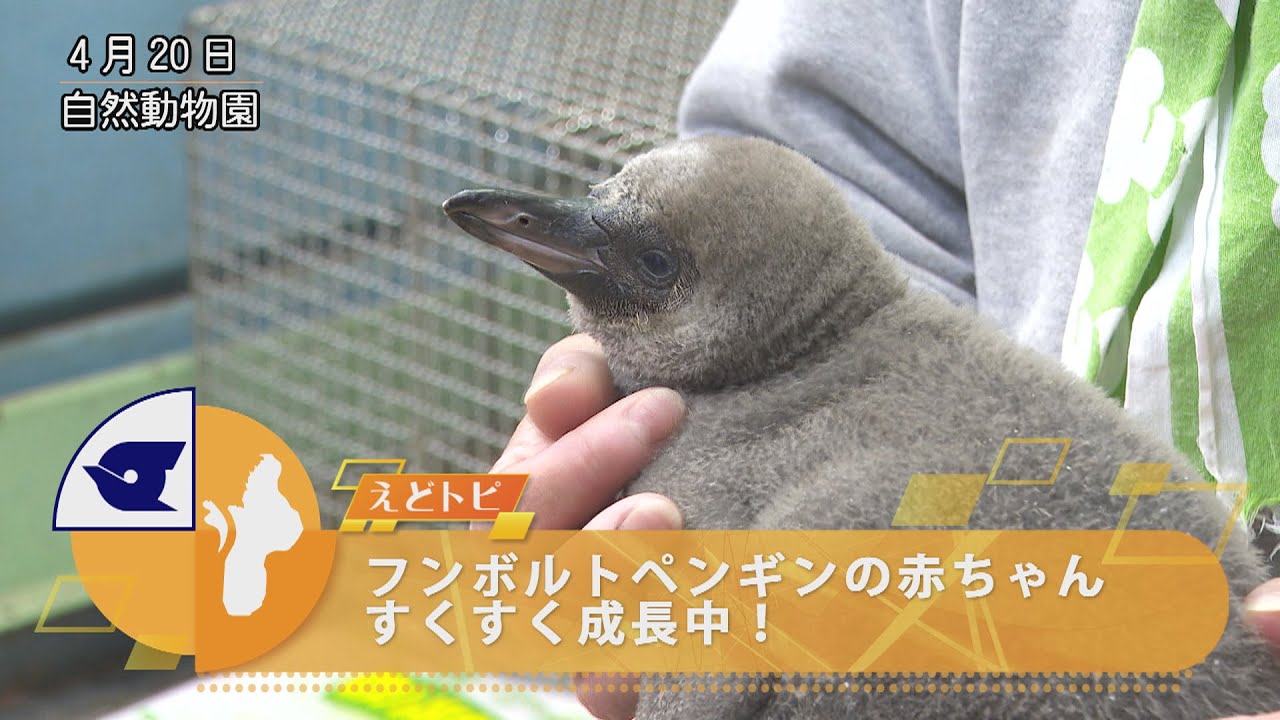 フンボルトペンギンの赤ちゃんすくすく成長中！ - YouTube