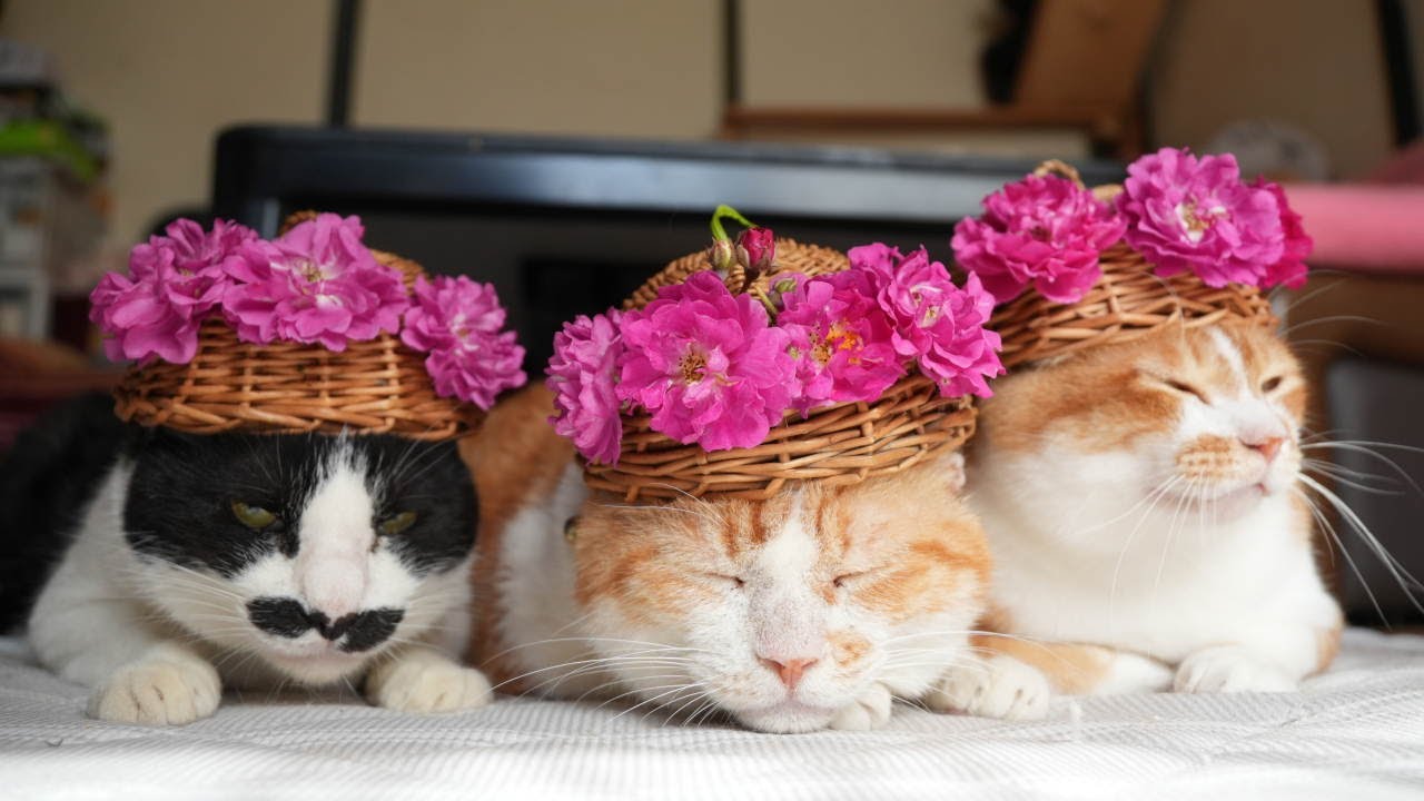 薔薇の花 のせ猫 250630 - YouTube