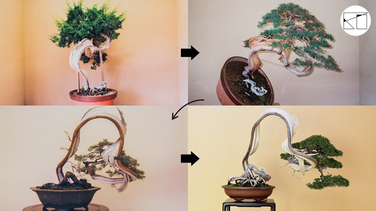 盆栽26年間の変化と成長記録【山採り糸魚川真柏 / 1995年→2020年