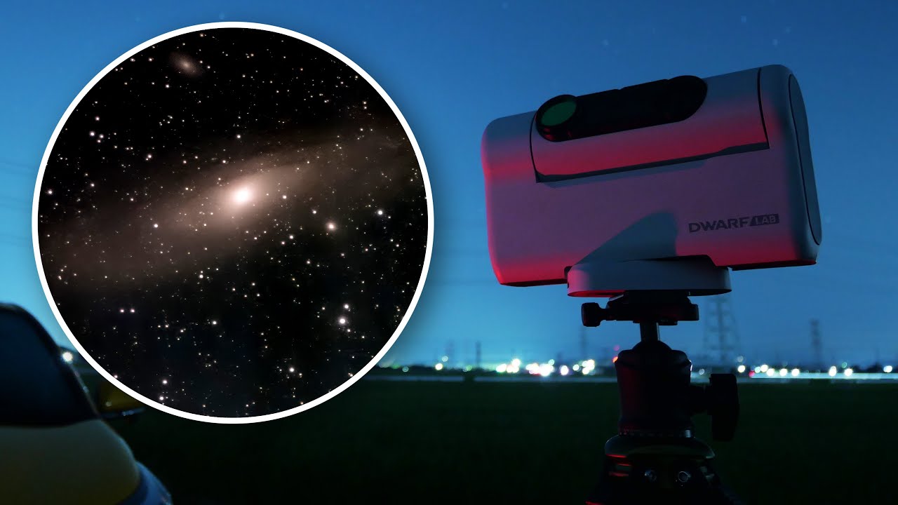 willinckii dwarf 2種 ① DWARF II