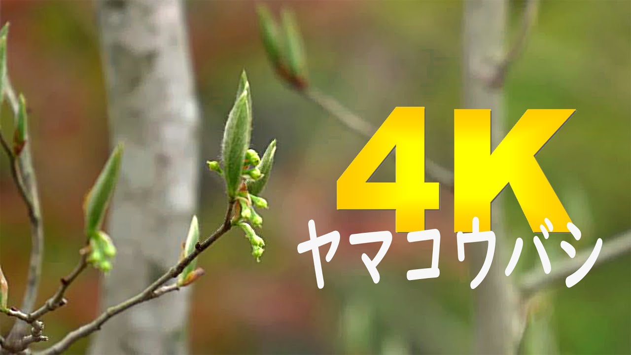 山採り自然樹形ヤマコウバシ販売 秋元園芸 茨城那珂