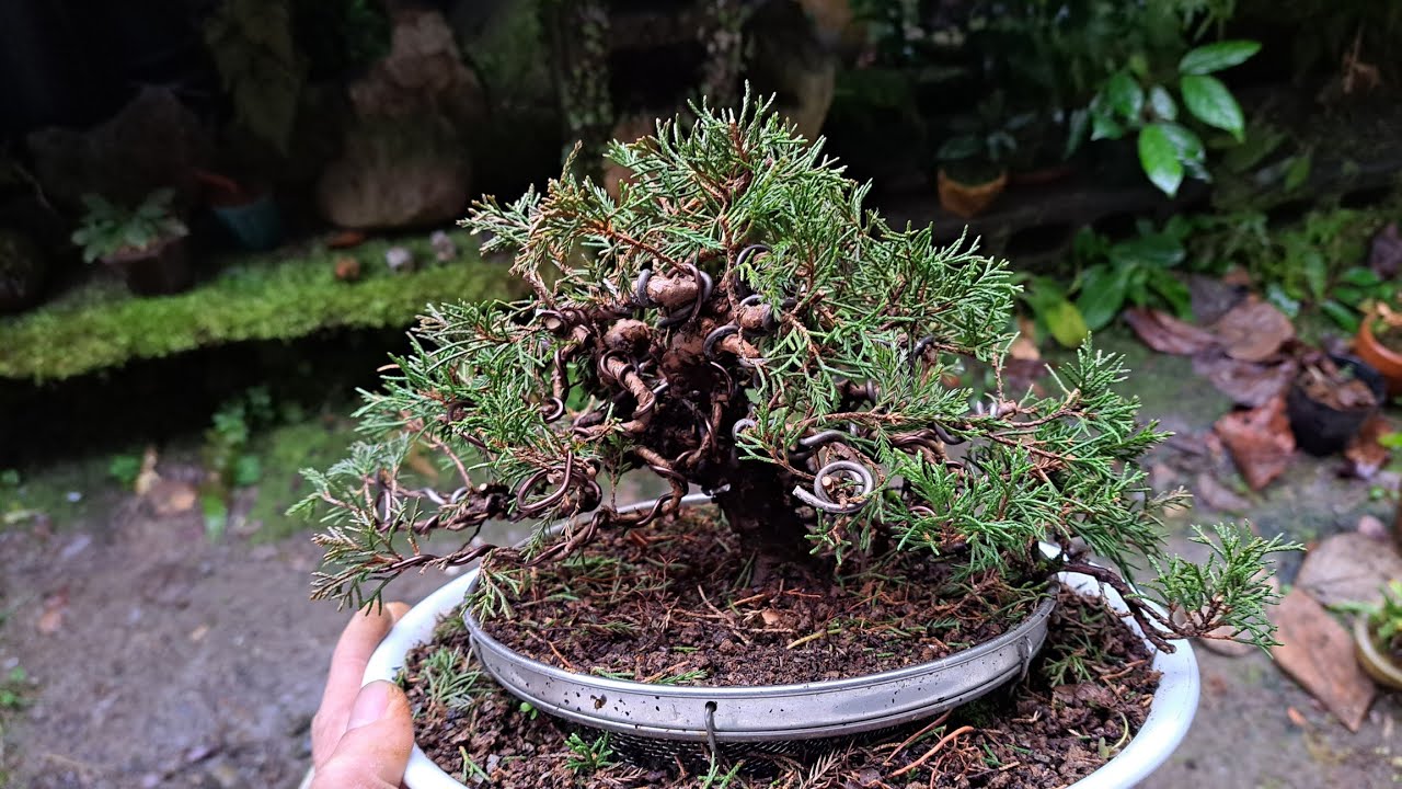 真柏（シンパク）の素材作り【挿し木から9年目】 ♯485 - YouTube