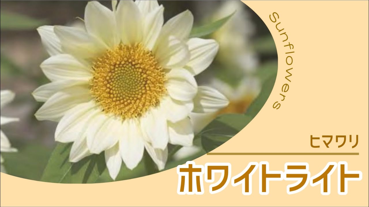 ひまわり・F1ホワイトライト（黄芯）| 種・苗・ガーデニング用品の