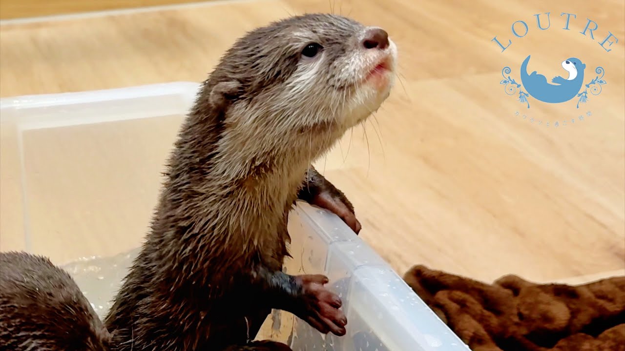 Brooke Otter カワウソ Brooke Otter - Official Jellycat