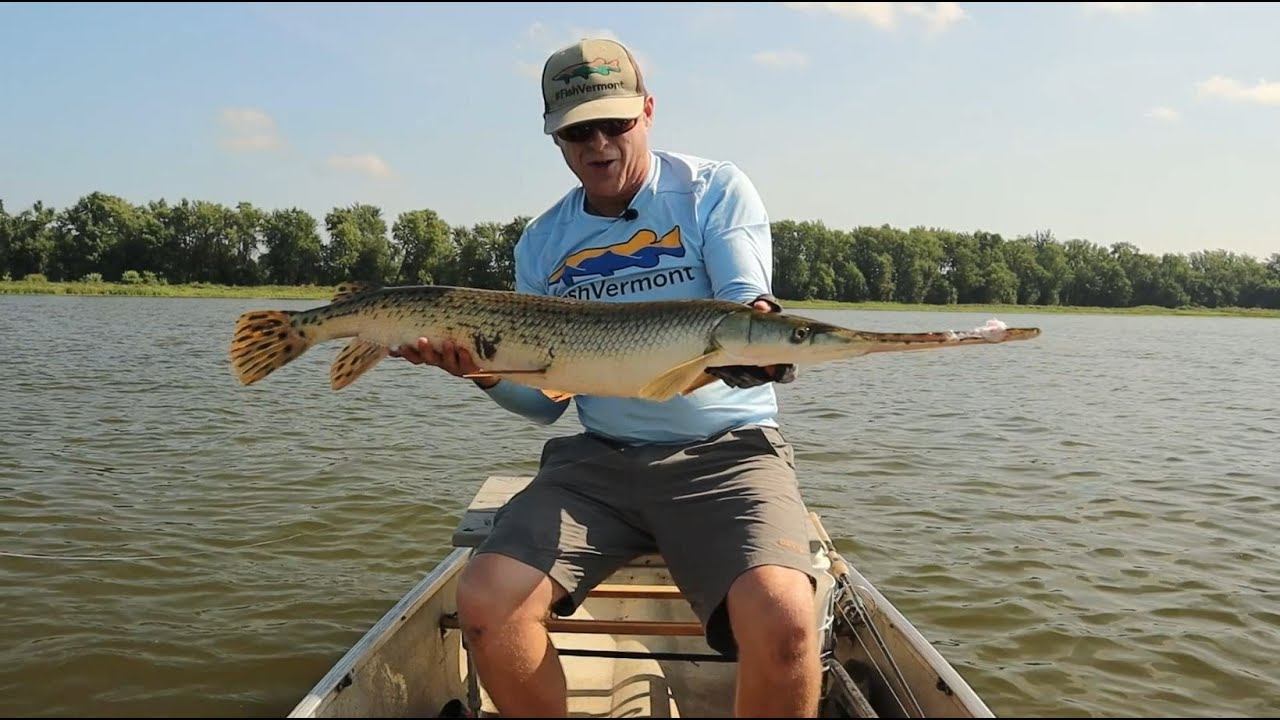 Catch a Dinosaur! How to Fish for Longnose Gar on Lake Champlain