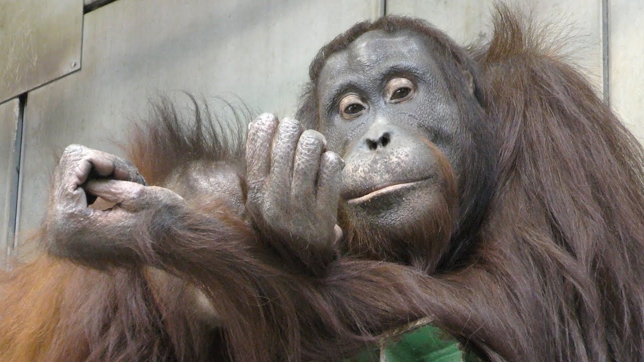Orang-utan Brother and sister (Asahiyama Zoo, Hokkaido, Japan