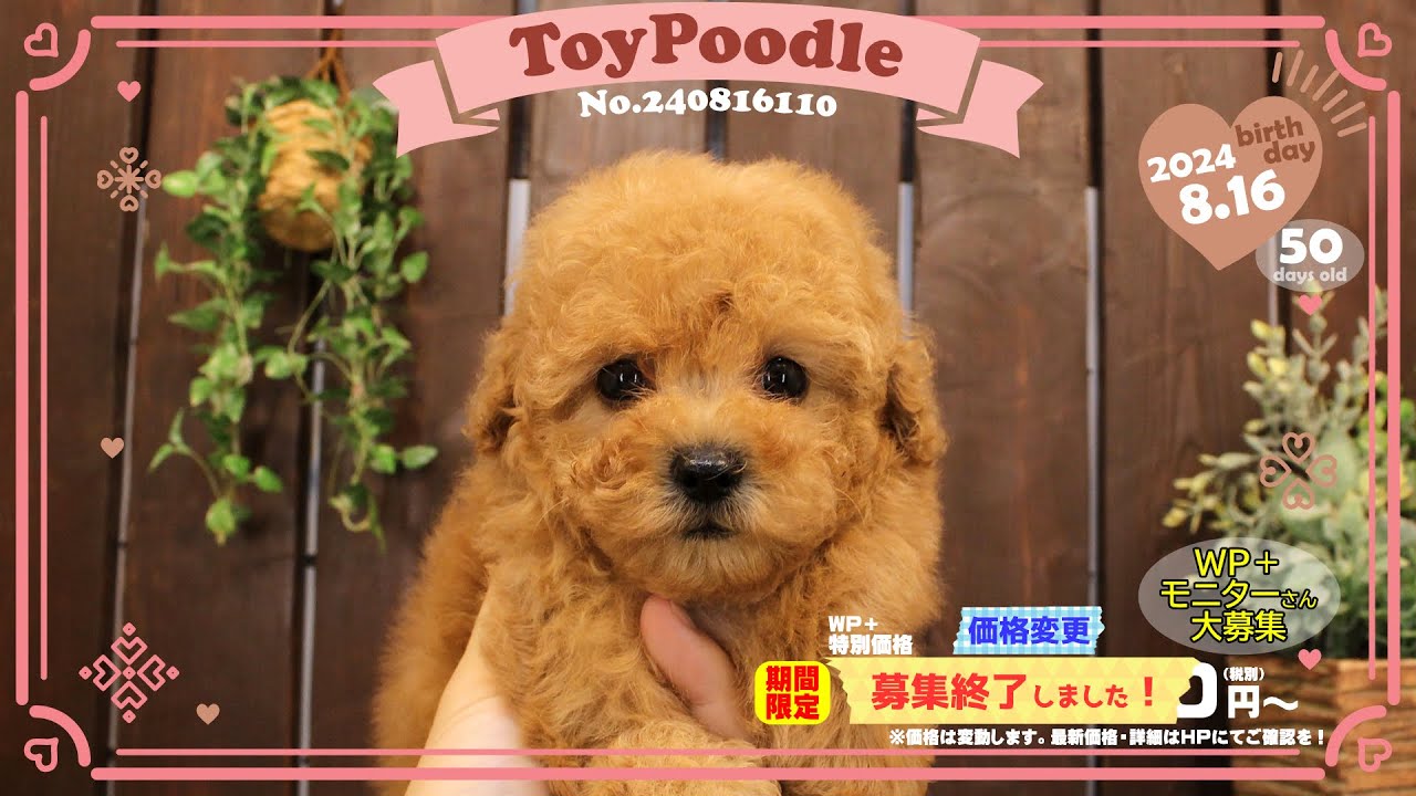 トイプードル 【2024年8月16日生まれ・女の子】①-1 – DOLLz【ドールズ