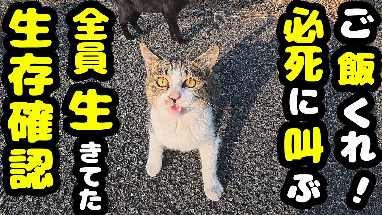 久々に全員そろって必死に食べる猫たち さくらねこたちへのエサやり