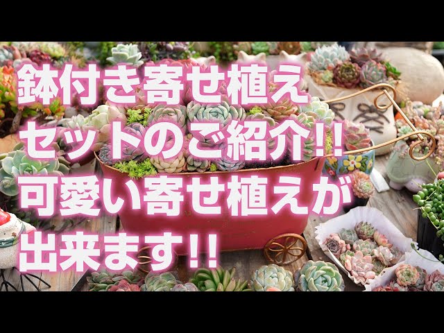 Succulent] Introducing a potted planting set! You can make a cute