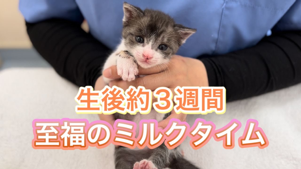 ♥三毛猫♥ちるちるちゃんっ♥16センチ・生後2週間(≧▽≦)子猫❤️