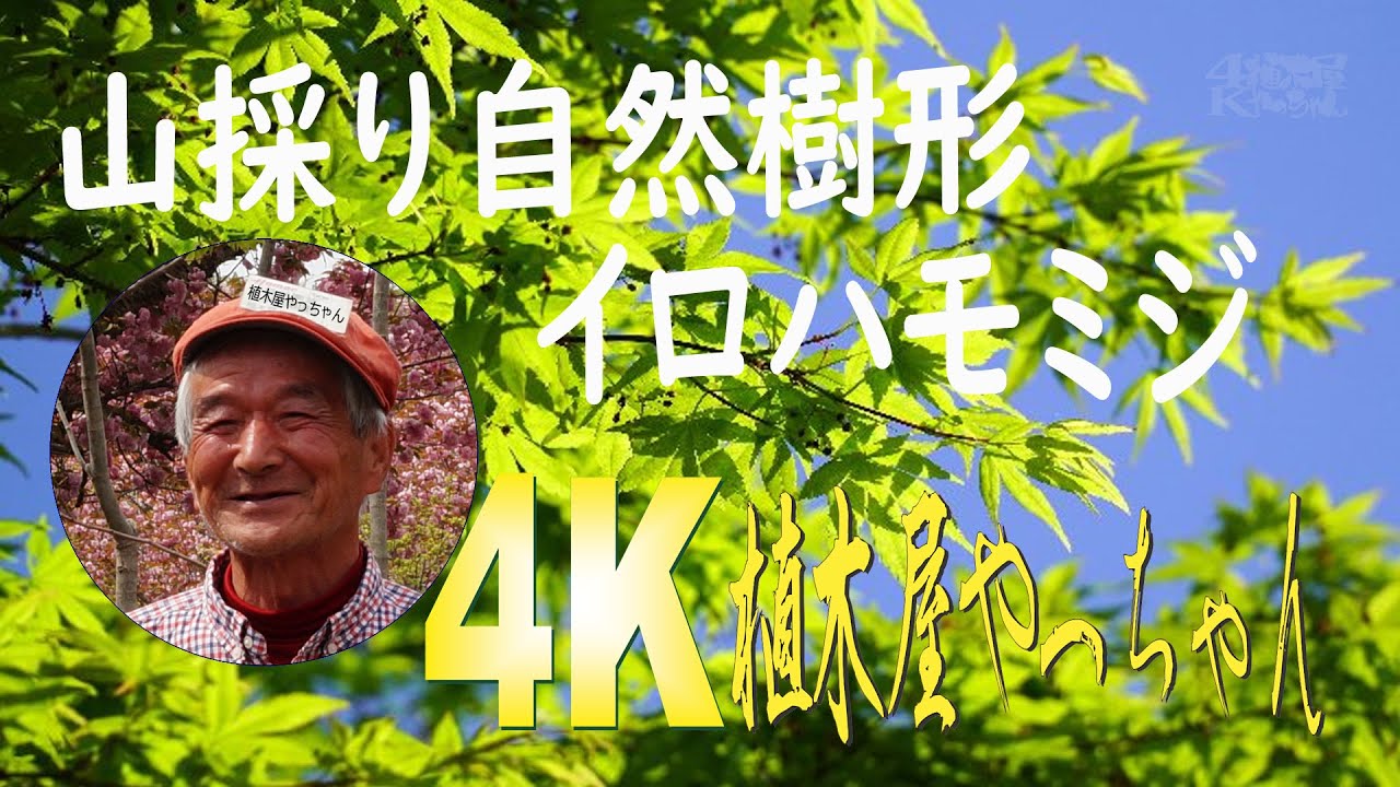 山採り自然樹形イロハモミジ販売 秋元園芸