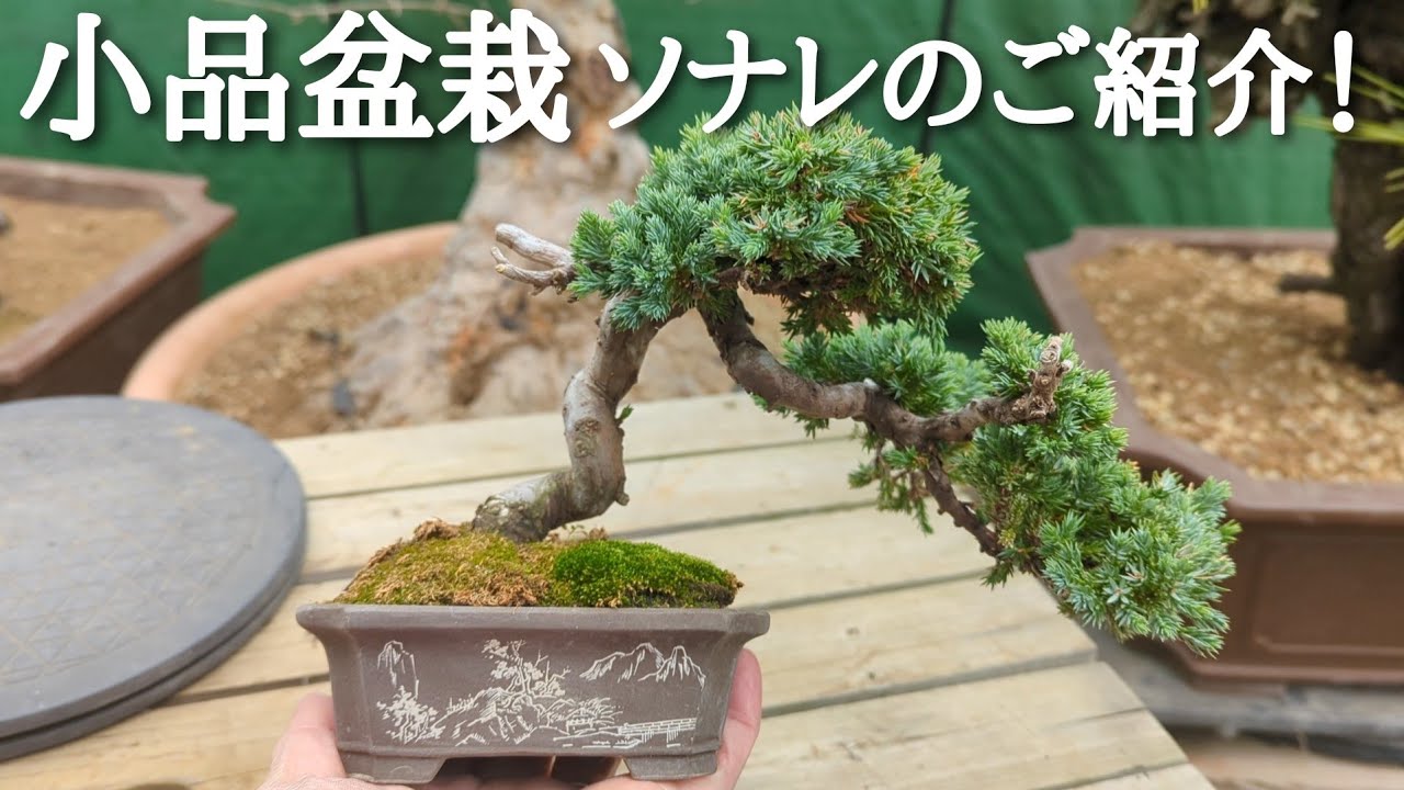 Introducing the small bonsai Sonare! - YouTube