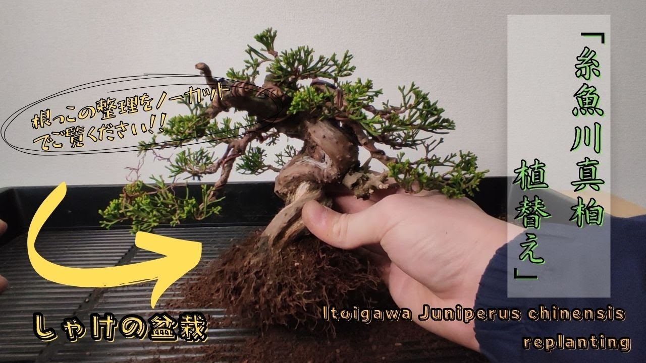 糸魚川真柏植替え 立ち上がり・根張りを良くする上根の処理 角度変更