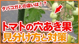 How to identify the symptoms when a hole is made in a tomato