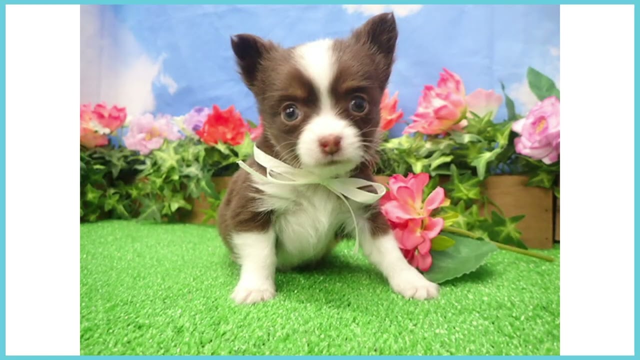 Coo&RIKU No.00747173 チワワ（ロングコート） - YouTube