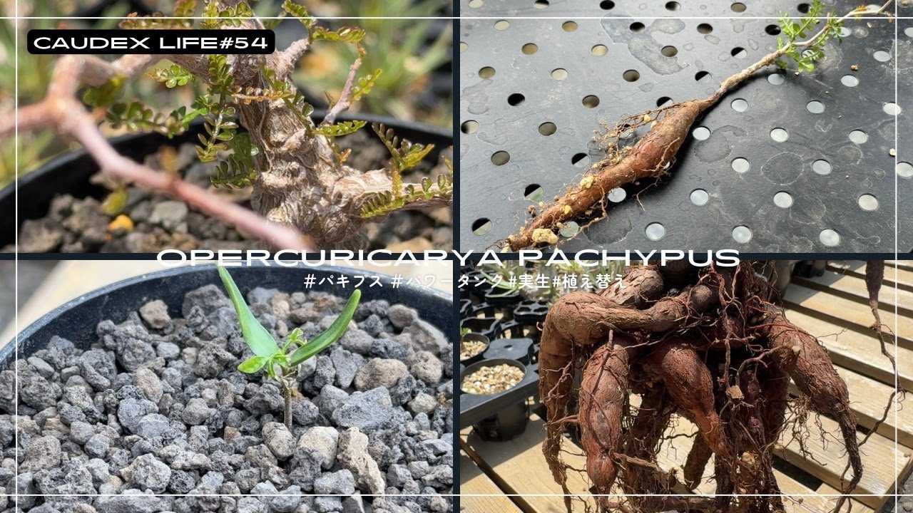 オペルクリカリア パキプス】実生パキプス成長記録 。パキプスの