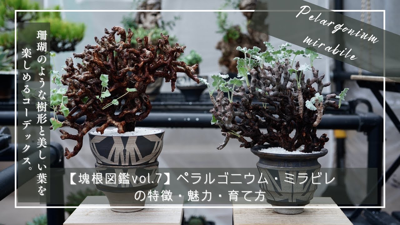 塊根図鑑vol 7】Pelargonium mirabile（ペラルゴニウム・ミラビレ）の