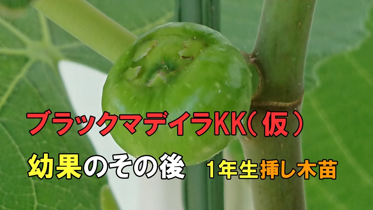 ブラックマデイラKK(仮)についた幼果 その後の成長まとめ 1年生苗