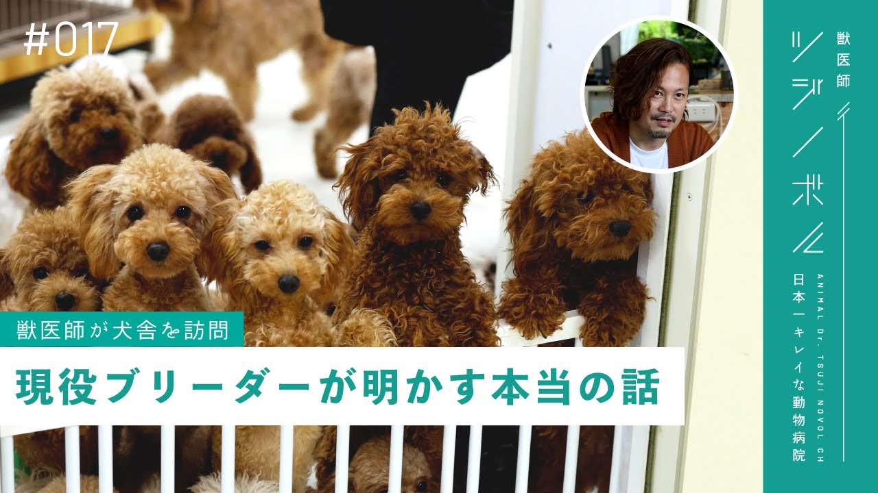 Closing the Truth] Toy Poodle Breeder Reveals His True Feelings
