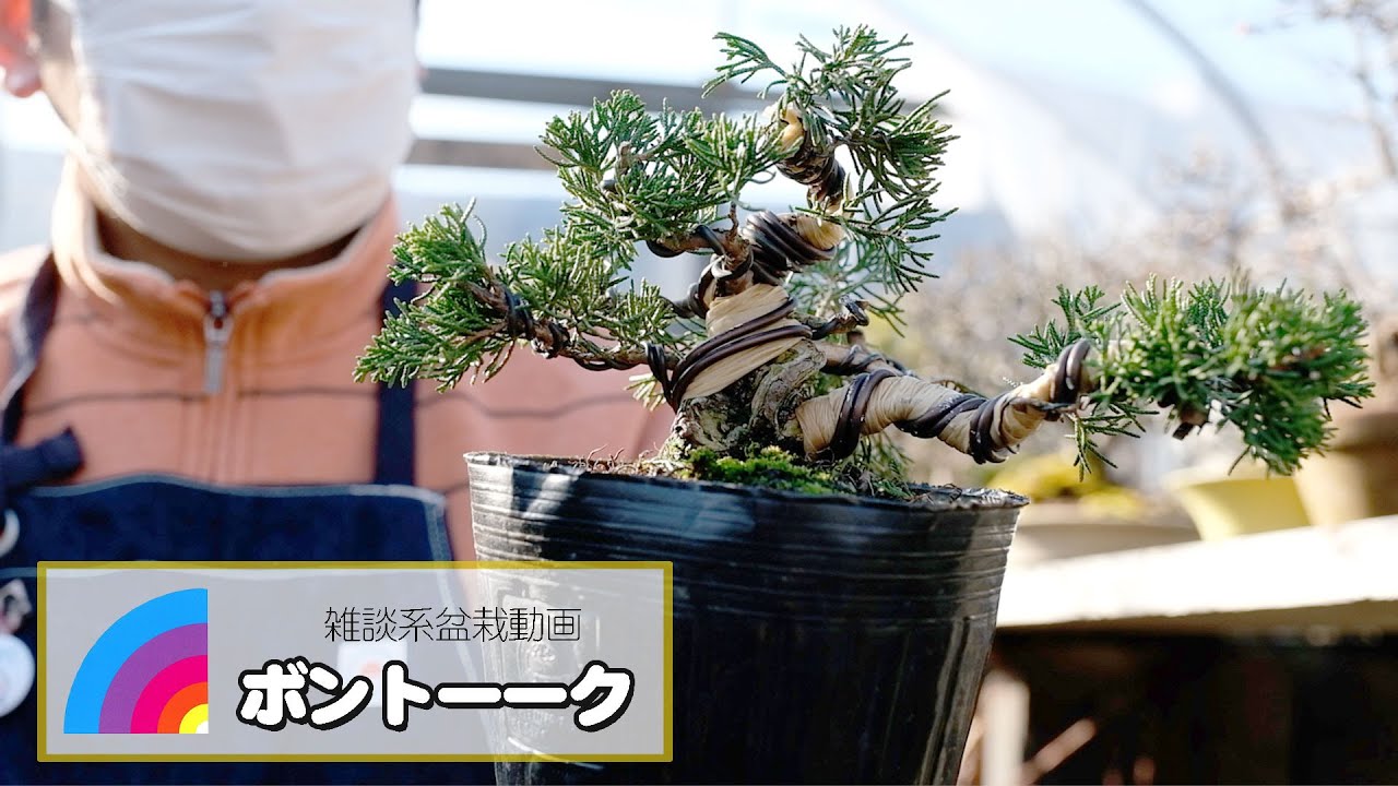 真柏のミニ盆栽を作りながら盆トーーク【エイセイQ】 - YouTube