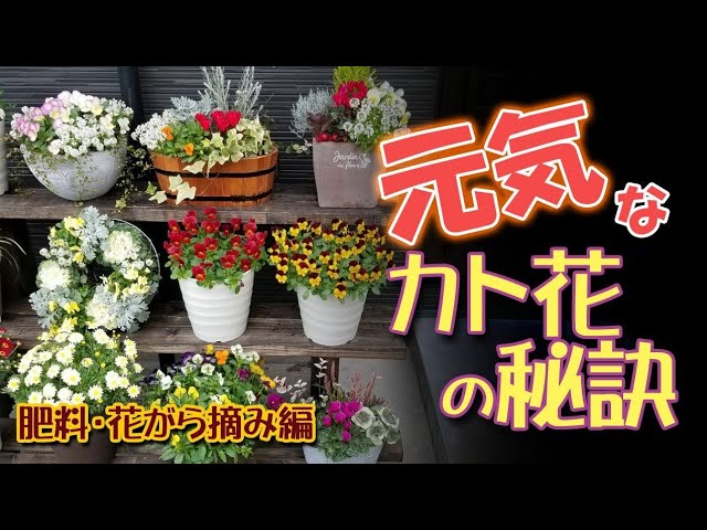 ④肥料⑤花がら摘み】元気なカト花の秘訣・後編をフィオリーナ(ビオラ