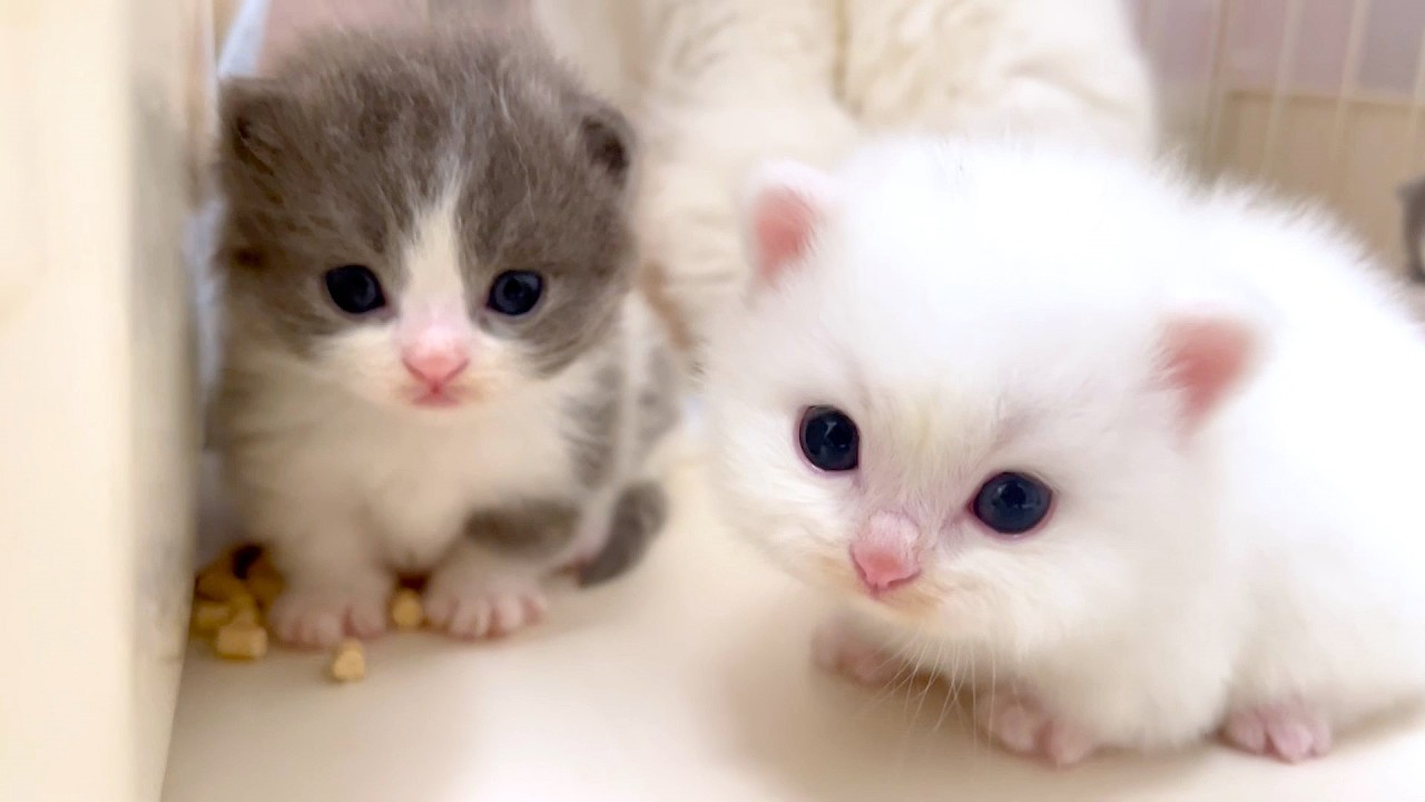 マンチカンの子猫】白猫の子猫が目を離すと脱走を企てる件 ～猫のいる