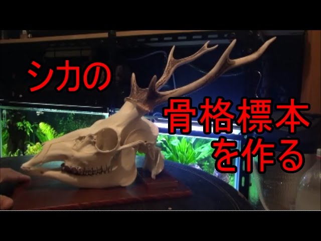 動物18】鹿の骨格標本を作る⑩ 頭骨編 skeletal specimen of dear