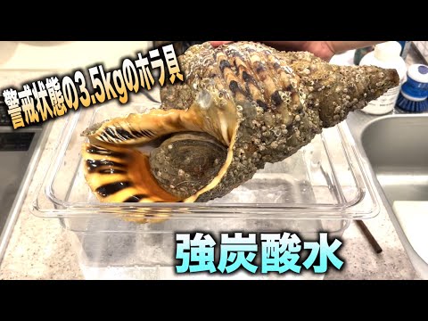 超警戒状態の巨大ホラ貝を強炭酸水にぶっ込んだ結果wwwwww - YouTube