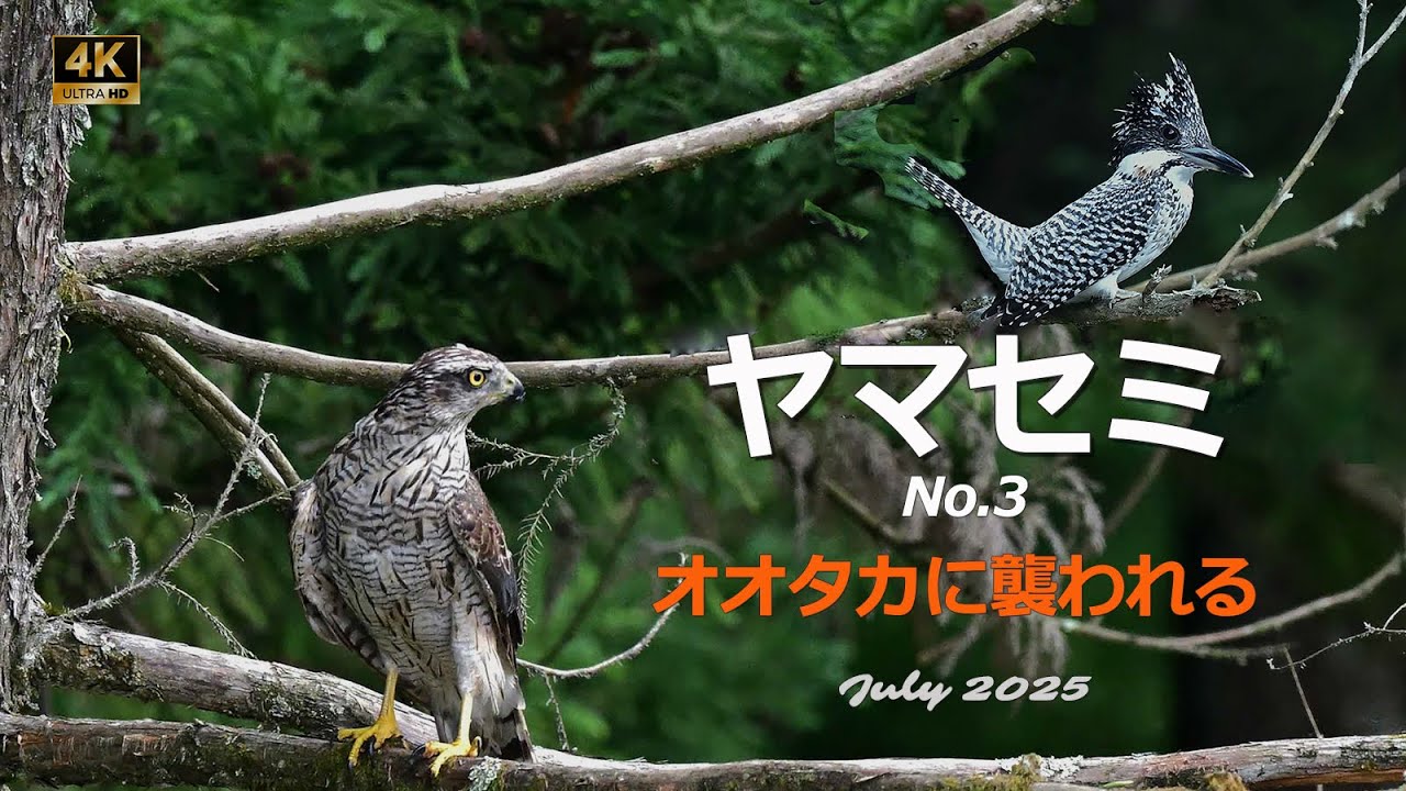 2025 ヤマセミ（No.3）オオタカに襲われる【4k】／山岳詩＿NikonZ9