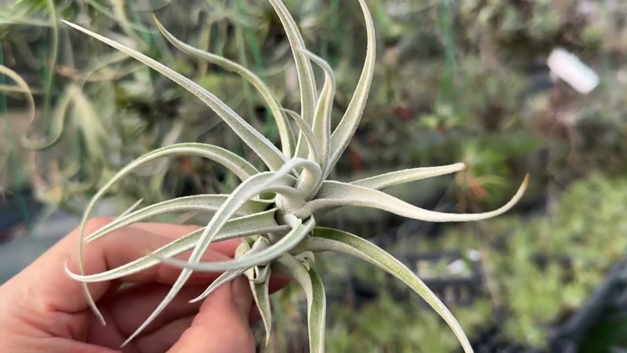 ブロメリア・エアープランツ Tillandsia 'Lavender Frost' ブロメリア