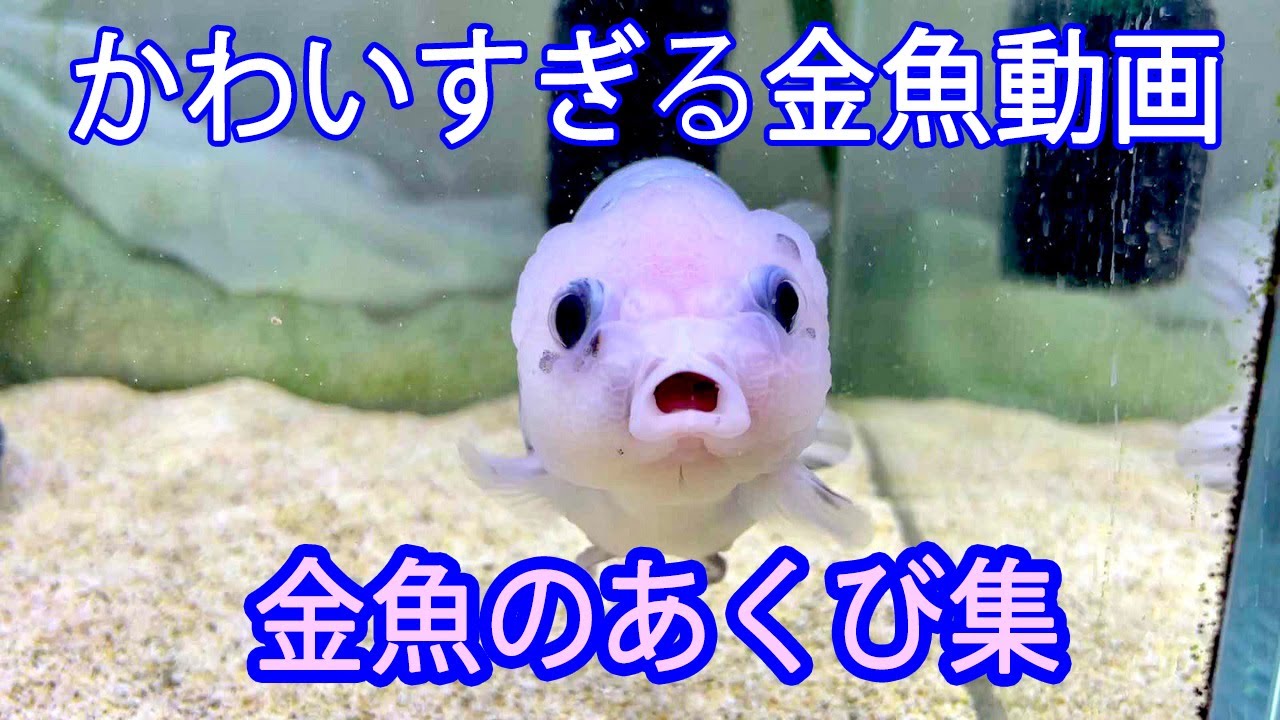 12 videos of 7 goldfish yawning! A two-year record. - YouTube