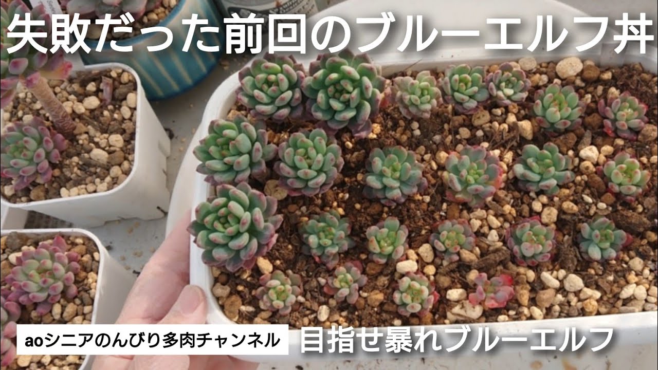 373][多肉植物]初心者さんにもお勧め！カットするとどんどん増える