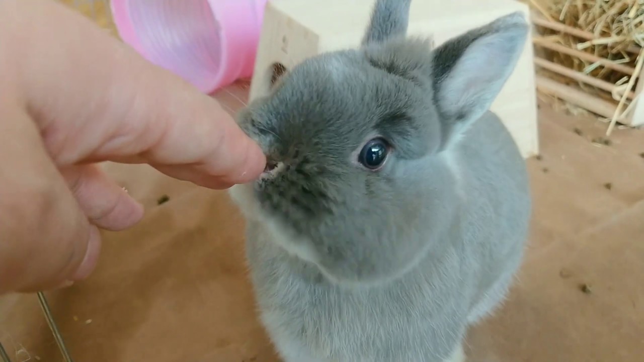 うさぎ専門店monLapin】ネザーランドドワーフ ブルーシルバー