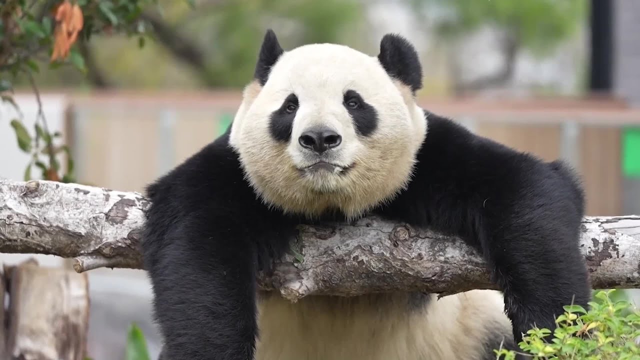 四川省成都から福建省福州に移ったパンダ5頭、順調に適応 - YouTube