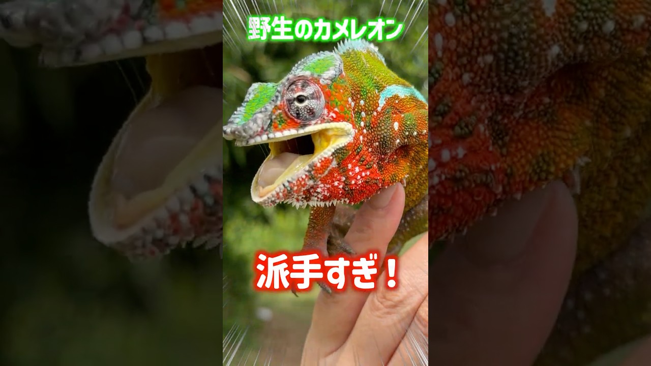 Wild chameleons are so flashy! #reptiles #shorts #chameleon