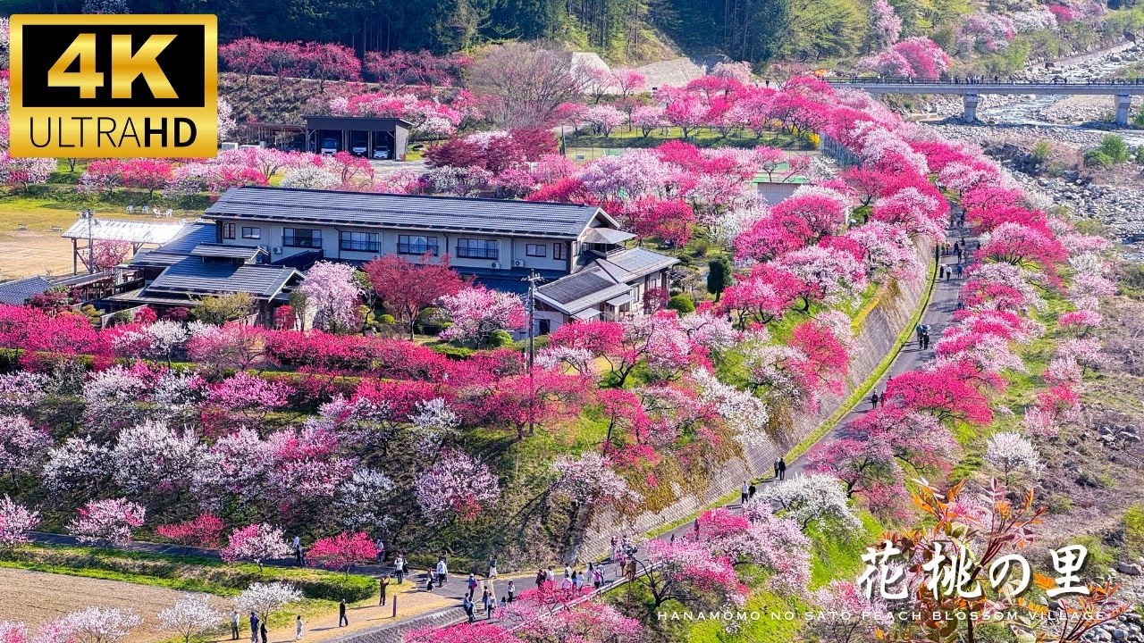 The Village with the Best Peach Blossoms in Japan! Hanamomo no