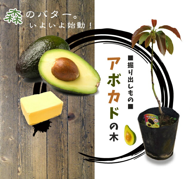 ウィンターメキシカン アボカド Aタイプの特徴と育て方 | 苗木部の部室