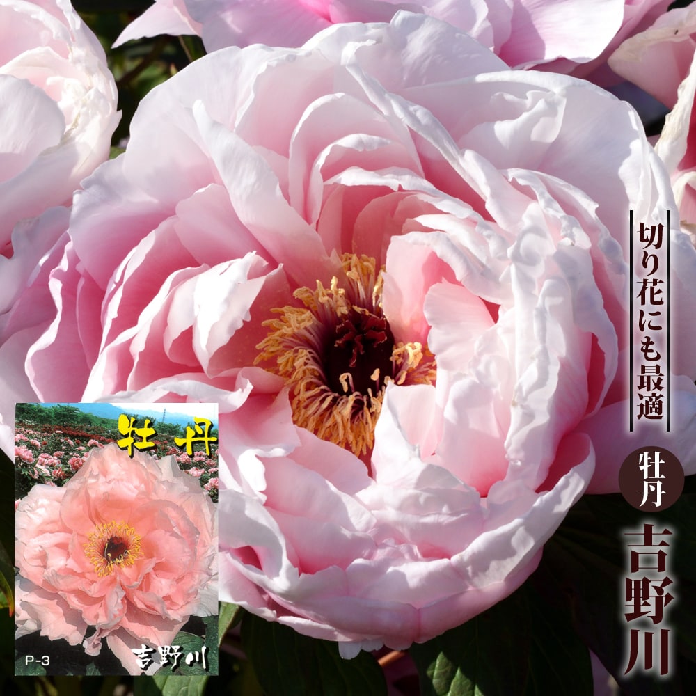 吉野川 牡丹 の特徴と育て方 | 苗木部の部室 〜苗木、育てよう〜 By 花