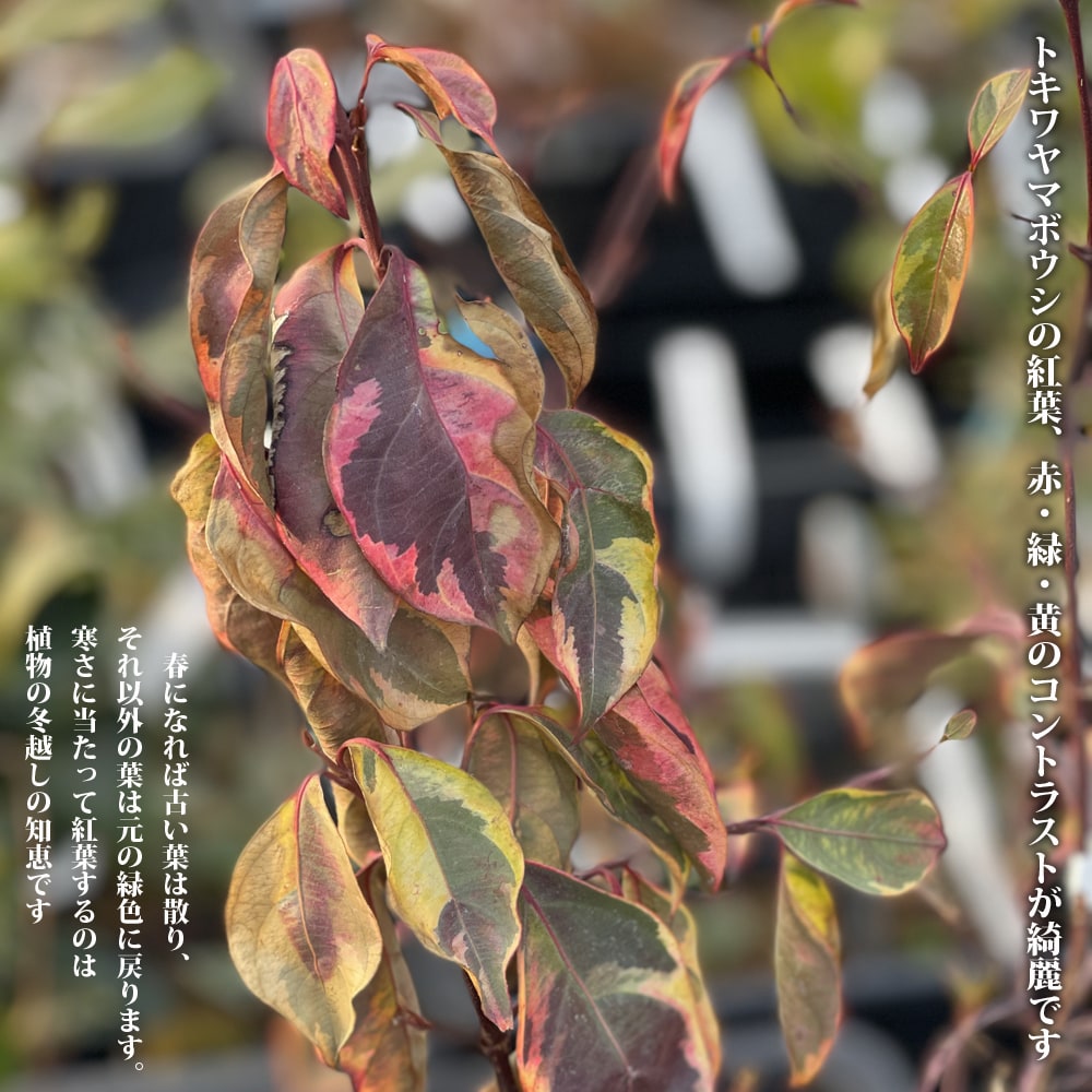 フクリン斑 常緑ヤマボウシ の特徴と育て方 | 苗木部の部室 〜苗木