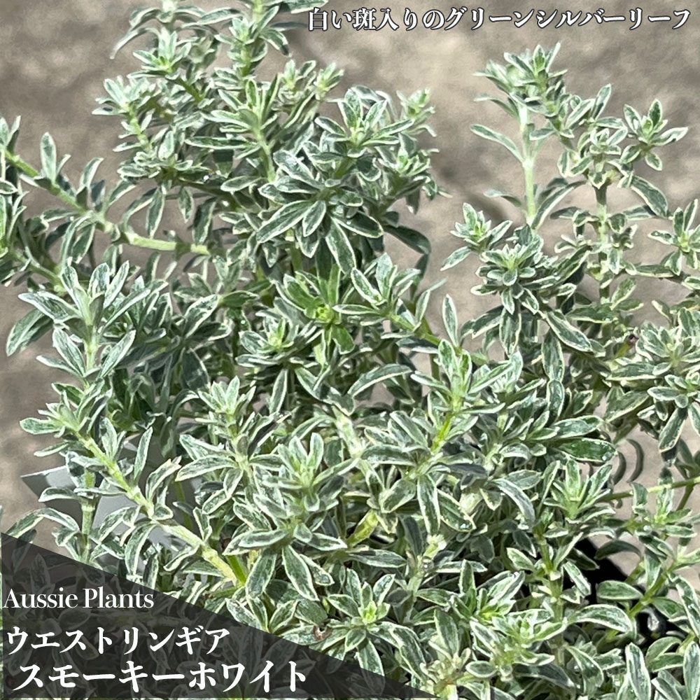 スモーキーホワイト ウエストリンギア の特徴と育て方 | 苗木部の部室