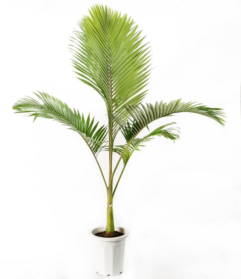 ユスラヤシ（キングパーム） | いぶすき観葉植物｜観葉のまち指宿