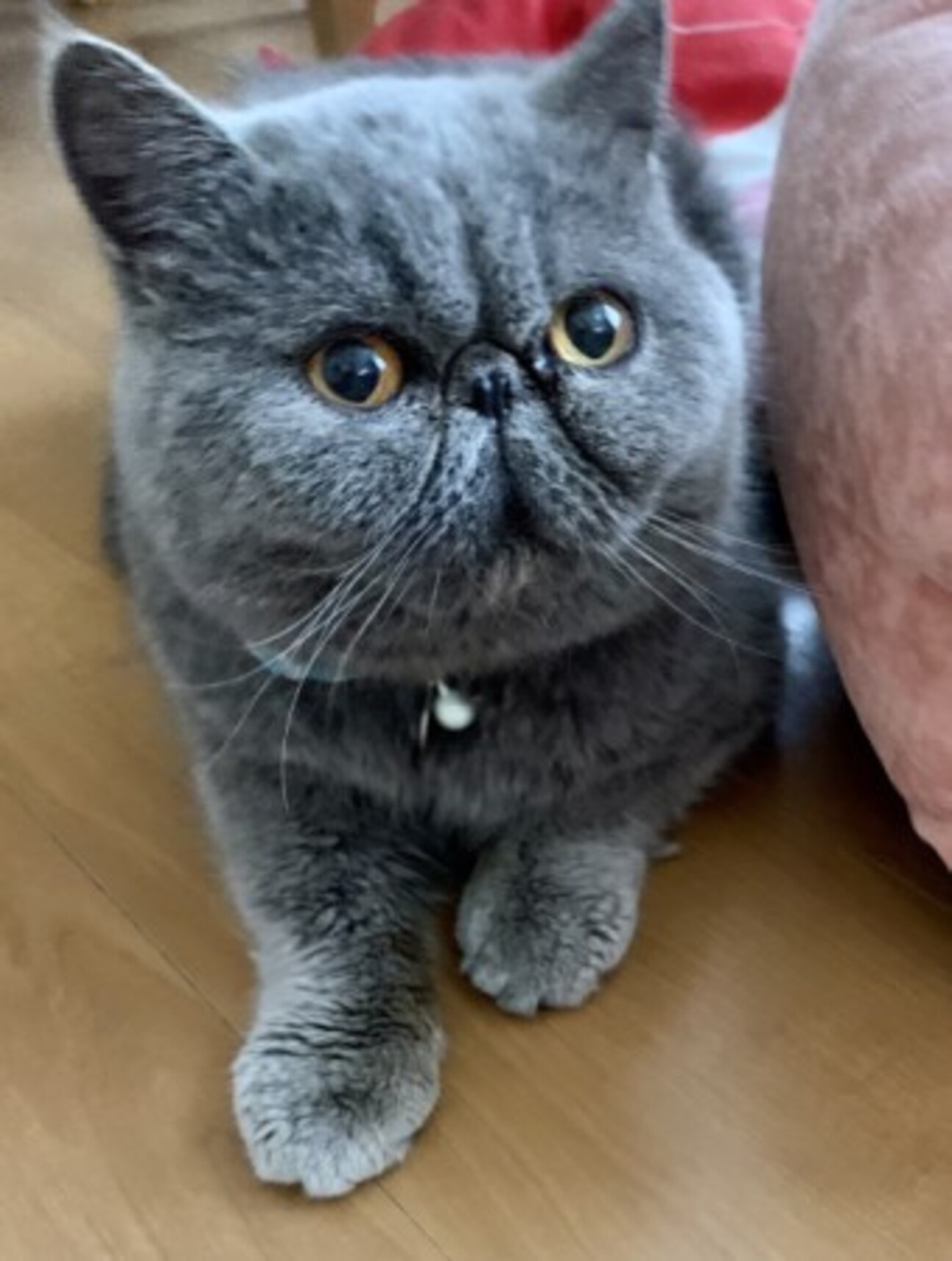 エキゾチックショートヘア」東京都 - 猫の里親募集(349365) 1枚目の