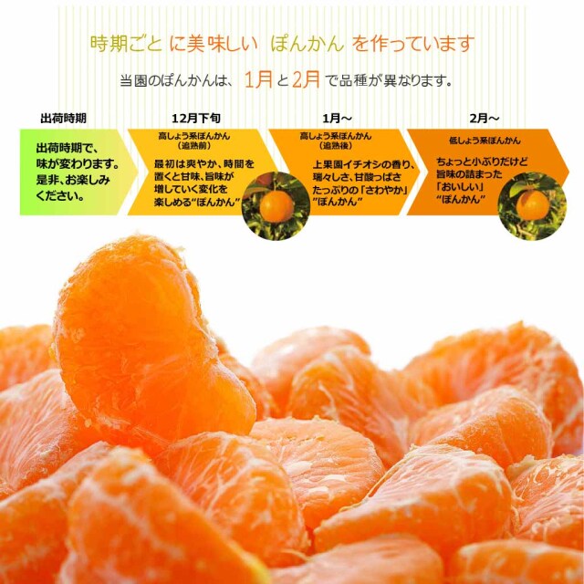 2021年初出荷 上果園の男気ぽんかん10kg 送料無料