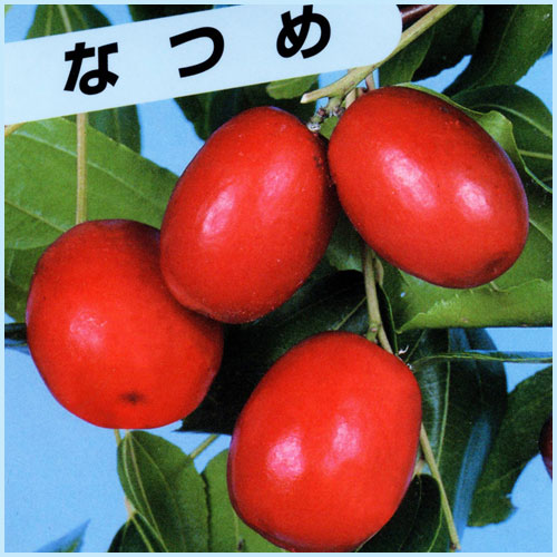 果樹園「花育通販」ナツメ（なつめ）の苗木を販売